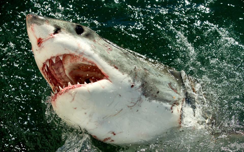 Great white shark