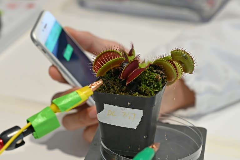 Des électrodes reliées à une plante carnivore dans un laboratoire de l'université technologique Nanyang (NTU), le 24 mars 2021 à Singapour
