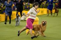 2020 Westminster Kennel Club Dog Show at Madison Square Garden in New York City