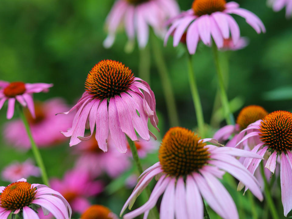 purple coneflowers