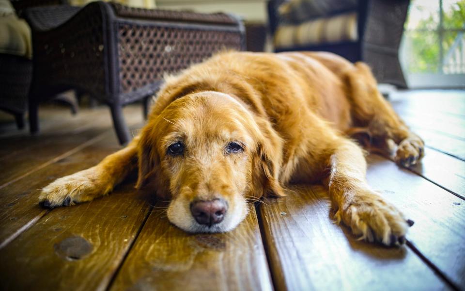 Sleepy dog on the floor