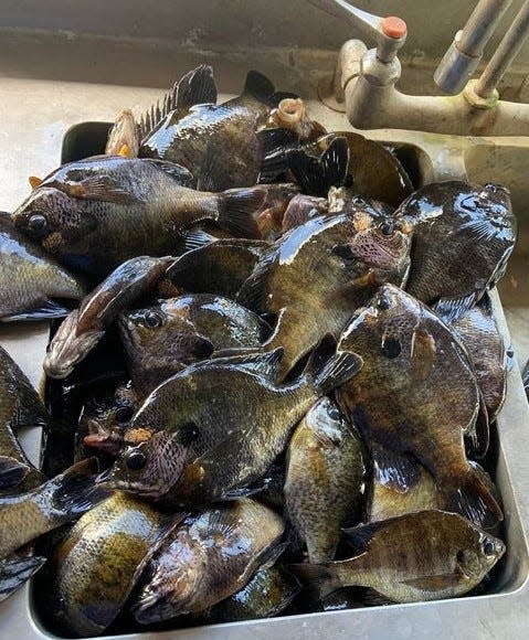 It takes the daily bag limit of 50 bluegill to overrun the filet table's sink. This was part of Capt. James Hillman's recent haul at the Highland Park Fish Camp in DeLand.