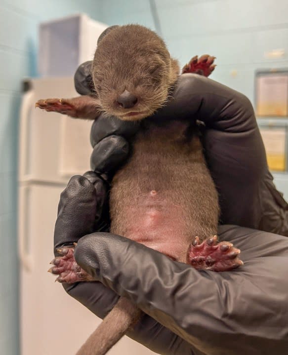 Otter triplets born at Potter Park Zoo. (Photo: Potter Park Zoo)