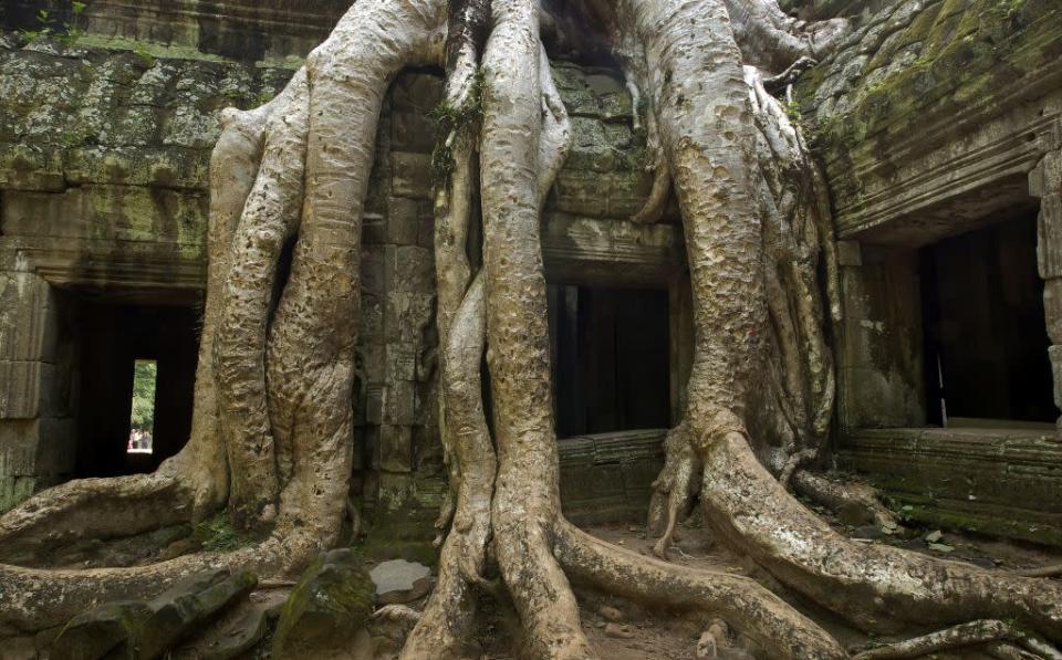 The gigantic roots of the Ficus trees impart an alluring antiquity to the Ta Prohm temple.