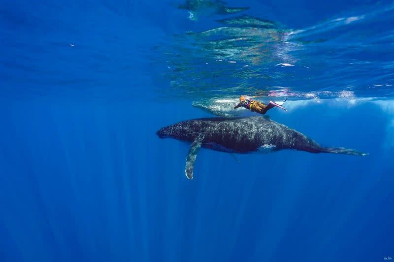 彈頭冒生命危險同框鯨魚遷徙畫面。（圖／美秀創意提供）