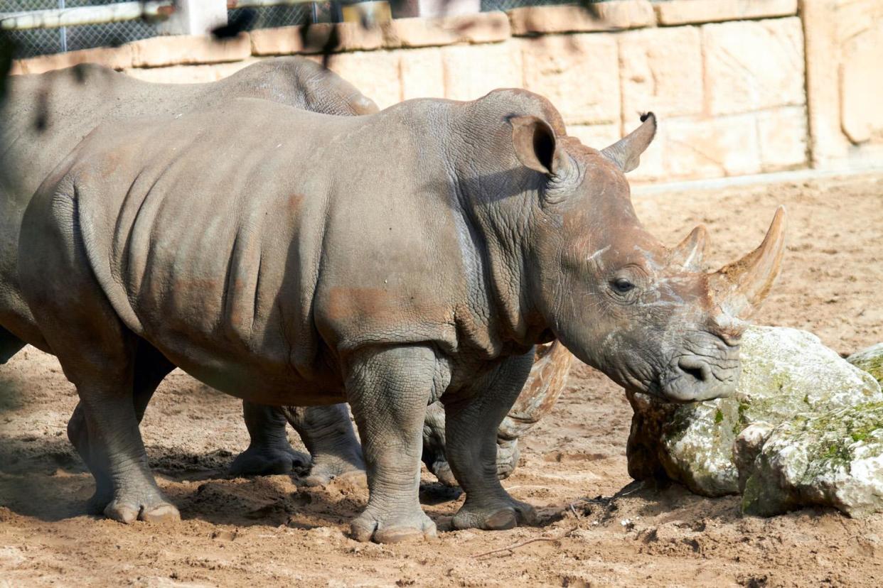 The names were scratched into the rhino's back: F. Perroux/Zoo de La Palmyre