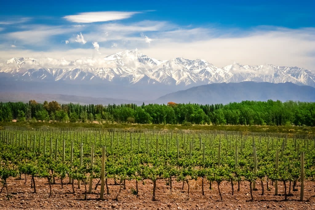 Vinyards in Mendoza with the Andes mountains in the background.   (Getty)