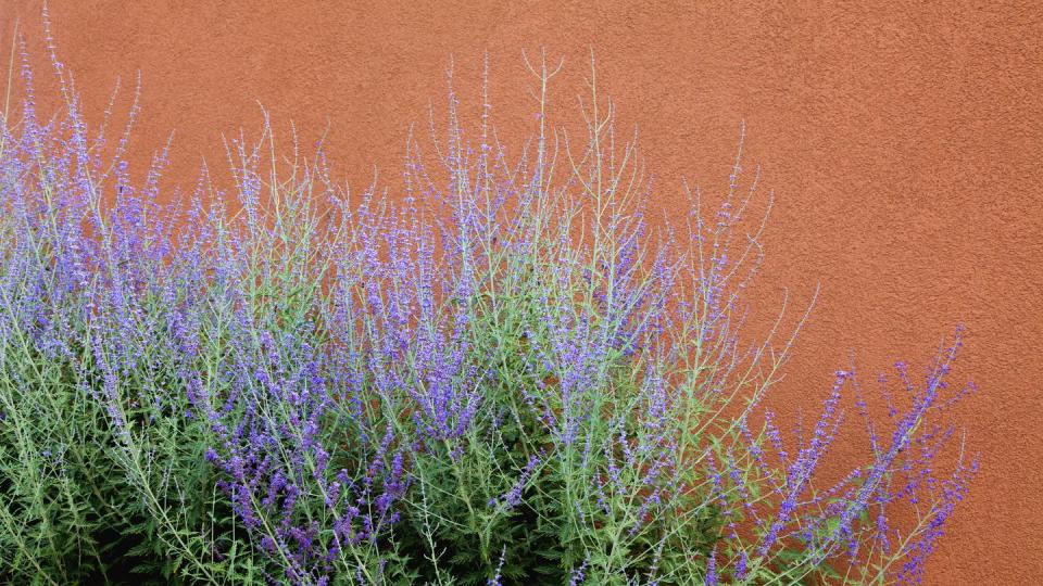 fall flowers russian sage