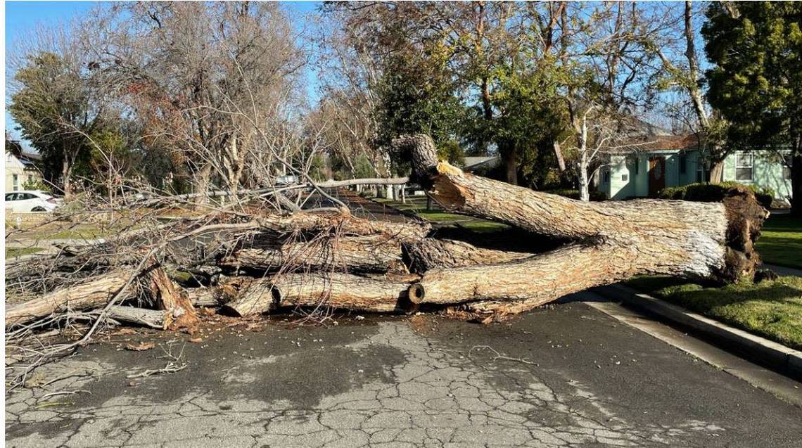 Rain-soaked ground caused a tree to tumble to the ground in the Fresno High area during the recent series of hearvy rainstorms.