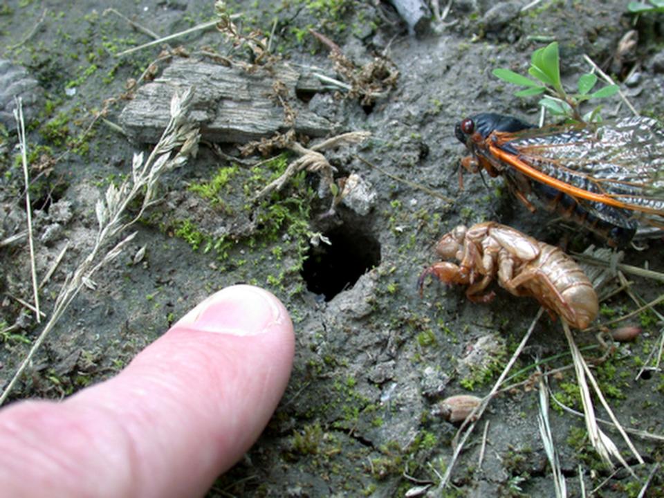 Cicadas emergence from 2006, courtesy of John Obermeyer, Purdue University, Entomology. 