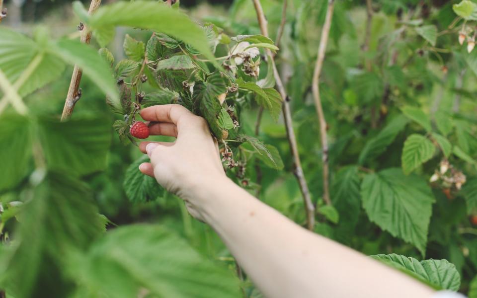 To protect fruit from birds, make a simple frame and net around your fruit. This doesn't necessarily deter humans - Getty Images/EyeEm