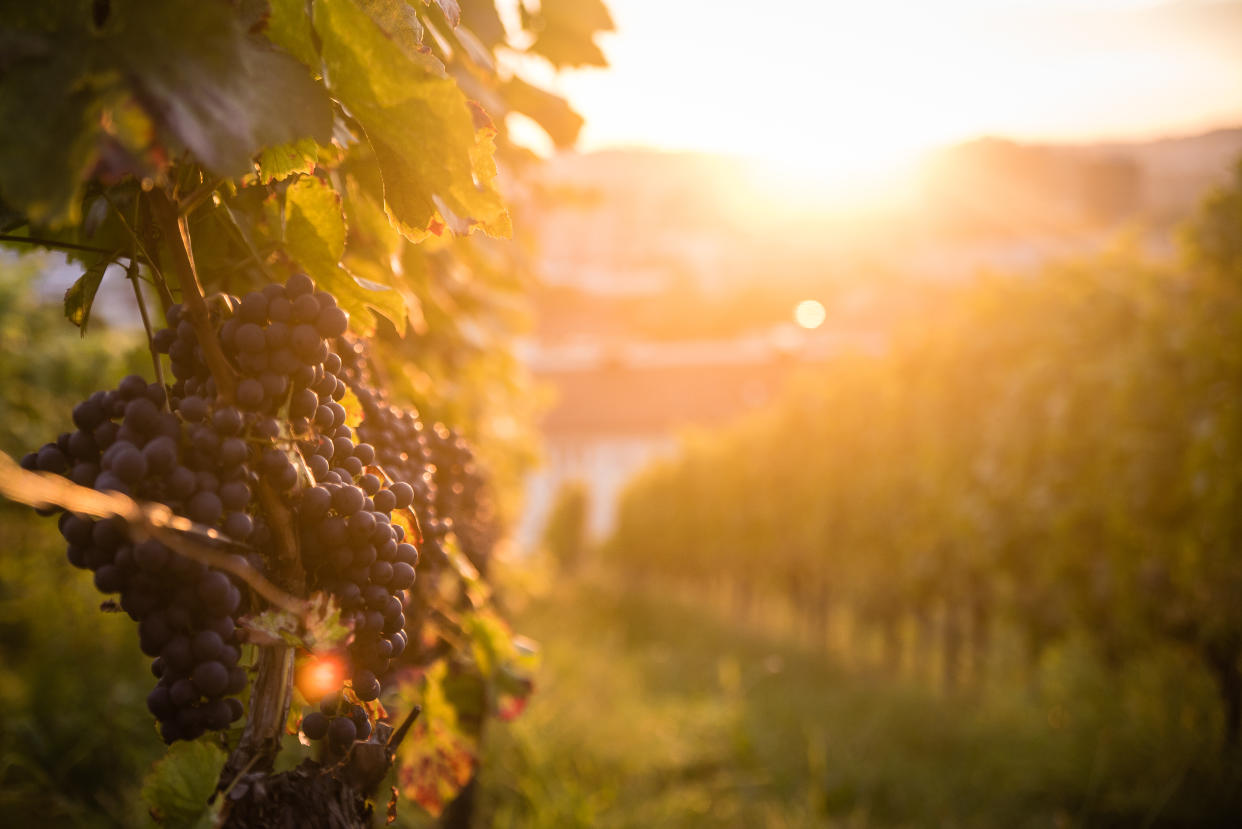Grapes in a vineyard in the last sunlight of the day. Taken in Stuttgart, Germany