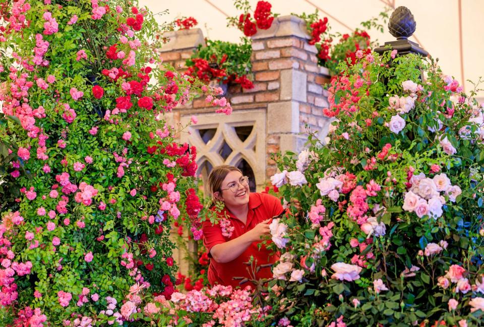 rhs hampton court palace garden festival 3 july 2022 rosie rosher, adjusts the display from peter beales roses in front of the cloister tower