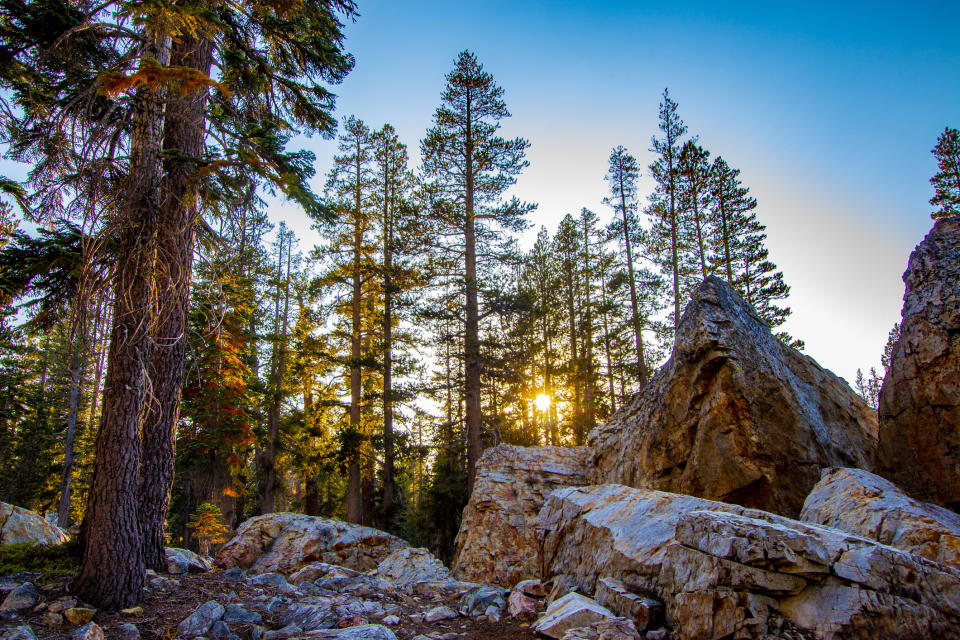 Sierra National Forest is pictured.