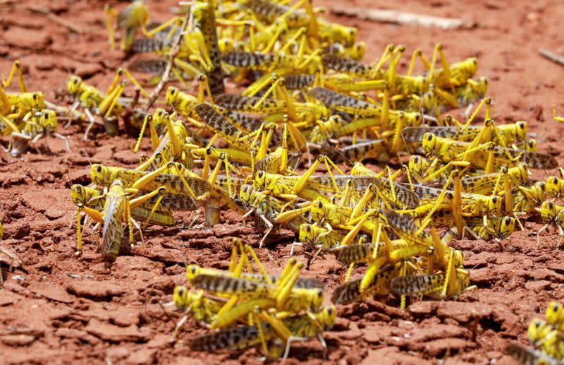 locusts are seen as they mate in the region of Kyuso