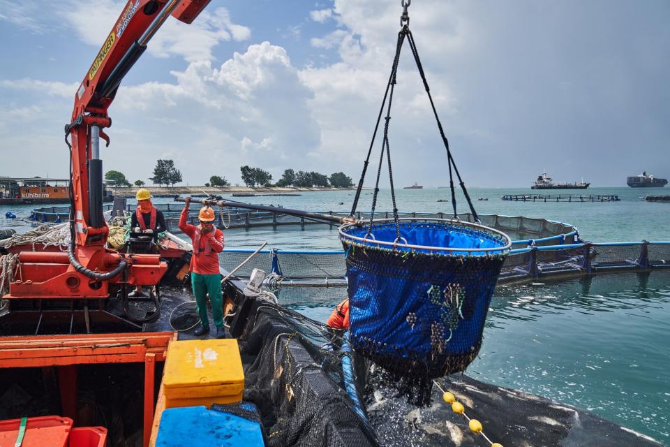 Singapore produces only about 10% of its food, and while it’s trying to lift that to 30% by investing in technologies such as offshore fish farms 