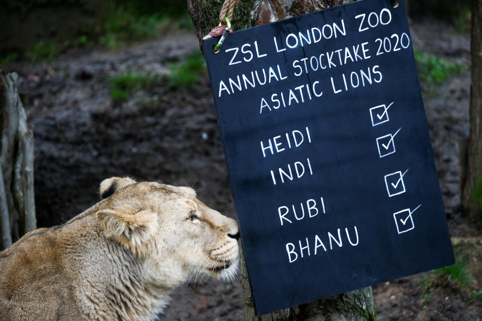 BRITAIN-ZOO/STOCKTAKE