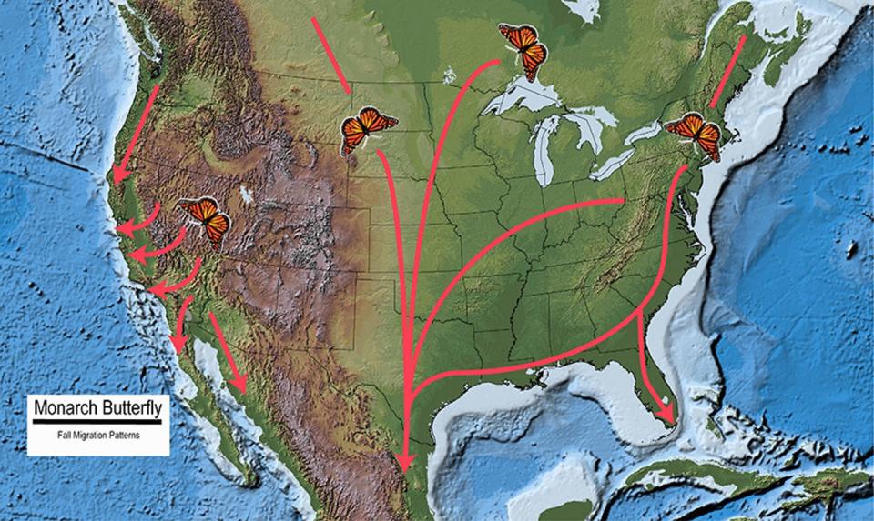 In fall, eastern North American monarchs fly south using several flyways that mostly then merge into a single flyway in central Texas that leads to their overwintering sites in central Mexico. Western monarchs migrate from the Rocky Mountains to overwintering sites on the Pacific Coast. <a href="https://www.fs.fed.us/wildflowers/pollinators/Monarch_Butterfly/migration/" rel="nofollow noopener" target="_blank" data-ylk="slk:USFS;elm:context_link;itc:0;sec:content-canvas" class="link ">USFS</a>