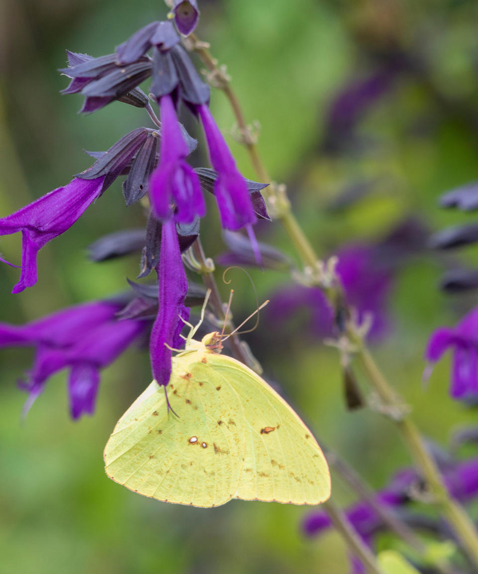 <p> Learn how to grow salvias and you'll be rewarded with an amazing garden plant, which provides summer-long feasts for hungry pollinators due to their long-lipped tubular flowers crowded by long-tongued bees.  </p> <p> If you're a fan of herbs, grow the variety <em>purpurascens</em>, the purple-leaved sage. Or for an ornamental type, opt for ‘Amistad’  if you’ve space for a larger plant. Its showy purple flowers are mobbed by bees from May to October.  </p> <p> For a sultry deep red, try ‘Royal Bumble’, which is shorter at 24in (60cm). There are tons of other salvia varieties in every possible color. Salvias are also brilliant in containers and it's very easy to take cuttings from plants. Plant in sun or part shade and avoid wet soil. </p>
