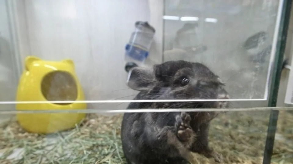 Hồng Kong tiêu hủy 2000 con chuột hamster vì lo ngại lây truyền Covid-19