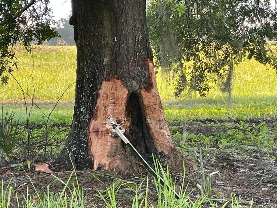 This tree was one of several objects struck by a Toyota Corolla. One vehicle occupant was killed and another injured.