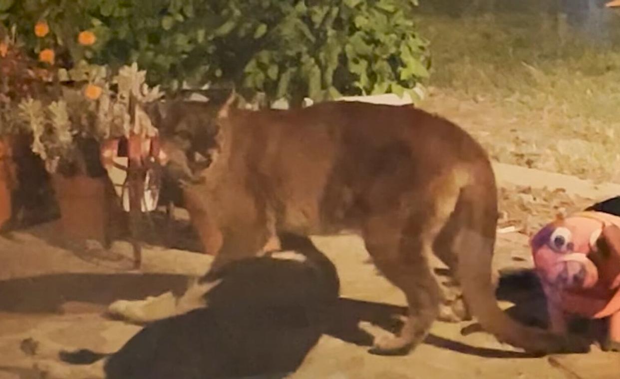 Santa Rosa mountain lion drags dog out of house