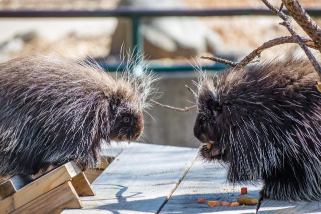 Lemming Suicide Myth, Alaska Department of Fish and Game