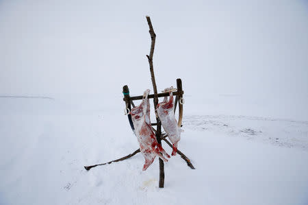 Pieces of reindeer meat hang at a reindeer camping ground owned by the agricultural cooperative organisation "Erv", about 250 km north of Naryan-Mar, in Nenets Autonomous District, Russia, March 8, 2018. REUTERS/Sergei Karpukhin