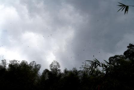 Swiftlets over forest near Liang Bua