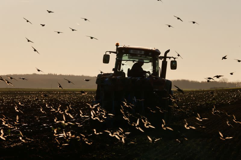 FILE PHOTO: Starlings fly over a tractor as french farmer plows his field in Haynecourt