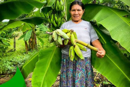 Los arboles frutales también son parte de la restauración de los ecosistemas. 