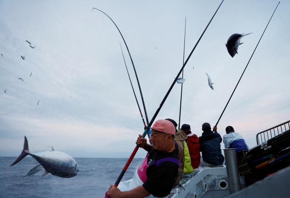 Kousuke Masaoka, crew member on the Nakajomaru fishing boat, catches a katsuo (Reuters)