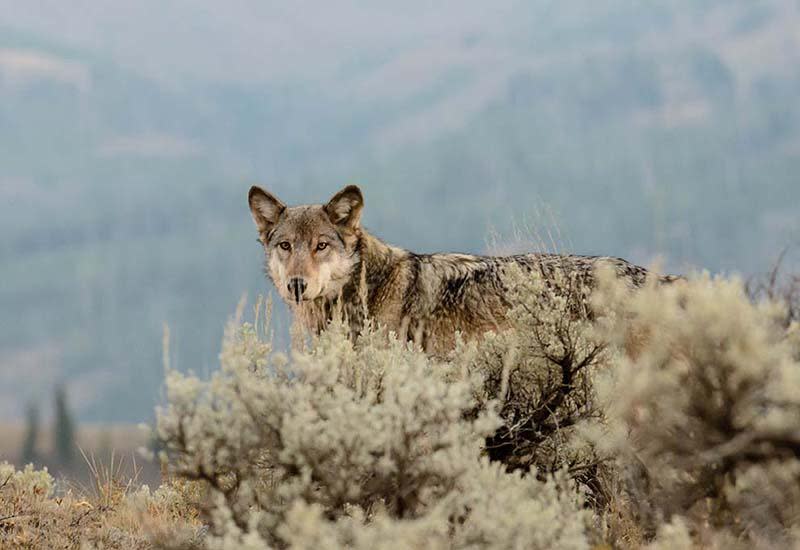 The Wildlife Lover - Top Pick: Yellowstone National Park, Wyoming