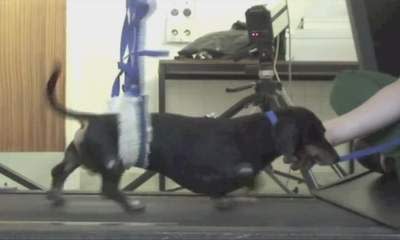 Paralysed Dogs Walk Again After New Treatment