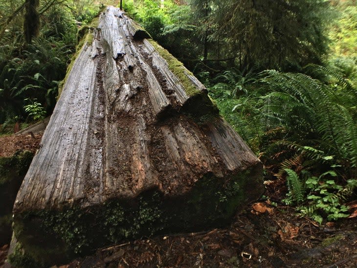 fallen tree on hoh rainforest