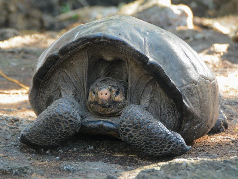 Fern, the Fernandina giant tortoise.  (Photo: Galapagos Conservancy)