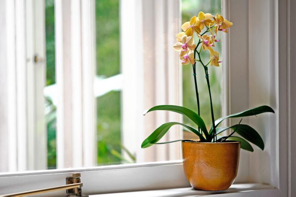 Yellow Orchid in a yellow vase by the window