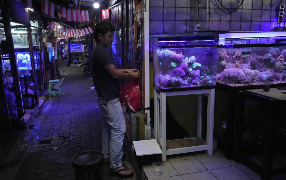 A salt water aquarium fish vendor wait for customers at a market in Jakarta, Indonesia, Thursday, Oct. 13, 2022. (AP Photo/Tatan Syuflana)