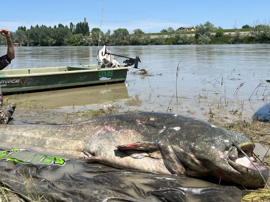 A huge, 285-centimetre catfish with light scarring and dark grey skin lying on a large body of water with a small fishing boat in the background.