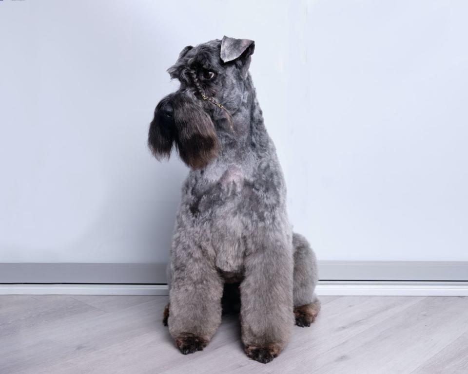 6) Kerry Blue Terrier