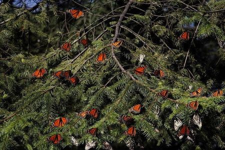 Monarch butterflies rest on a tree at the El Rosario butterfly sanctuary on a mountain in the Mexican state of Michoacan November 27, 2013. REUTERS/Edgard Garrido