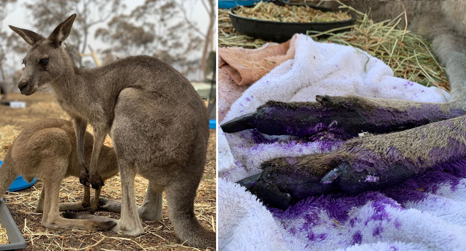 Wild2Free is treating kangaroos with horrific burns. Source: Wild2Free