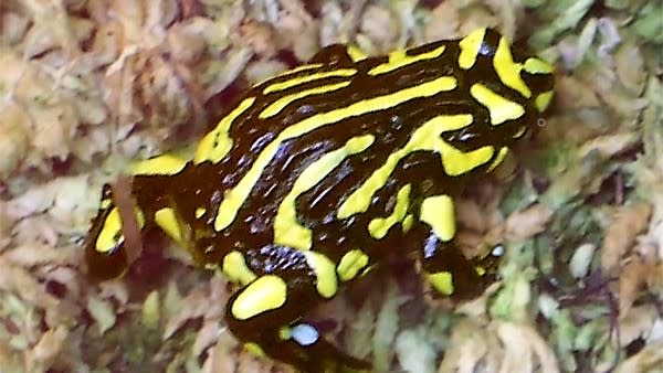 A southern corroboree frog (Pseudophryne corroboree)