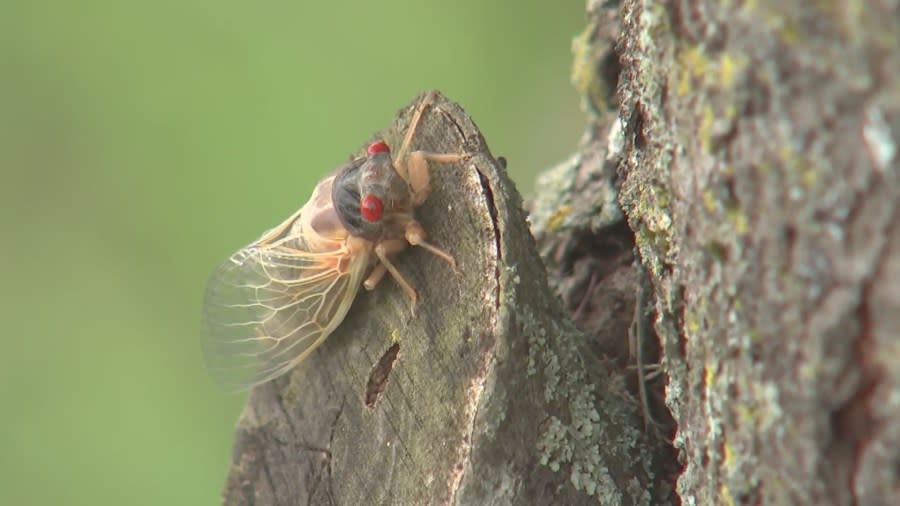 Nashville cicadas