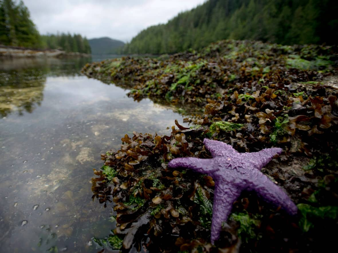 A purple sea star in Meyers Passage near Princess Royal Island, B.C. on Sept, 20, 2013. (The Canadian Press/Jonathan Hayward - image credit)