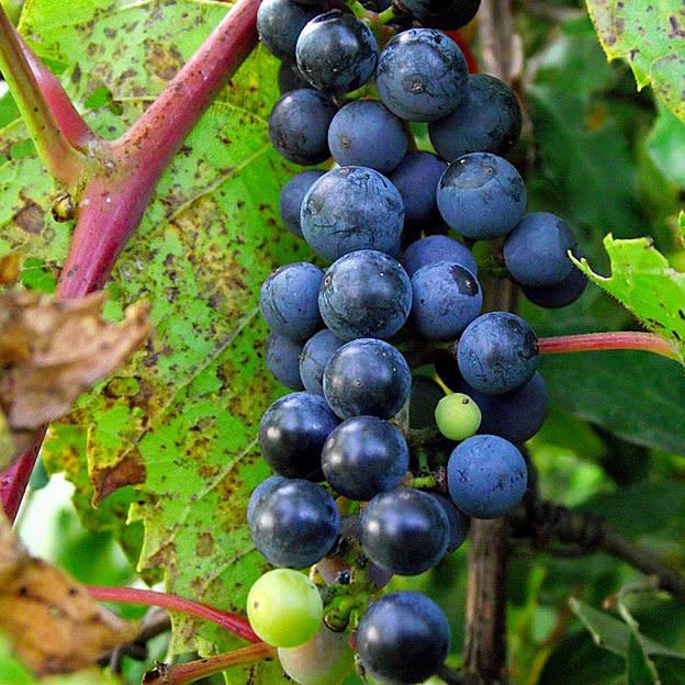 frost grapes