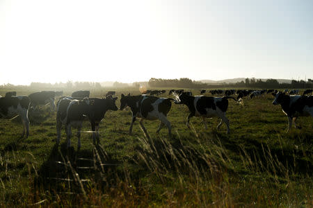 A cattle farm is seen in Fernside outside Christchurch, New Zealand March 29, 2019. REUTERS/Jorge Silva