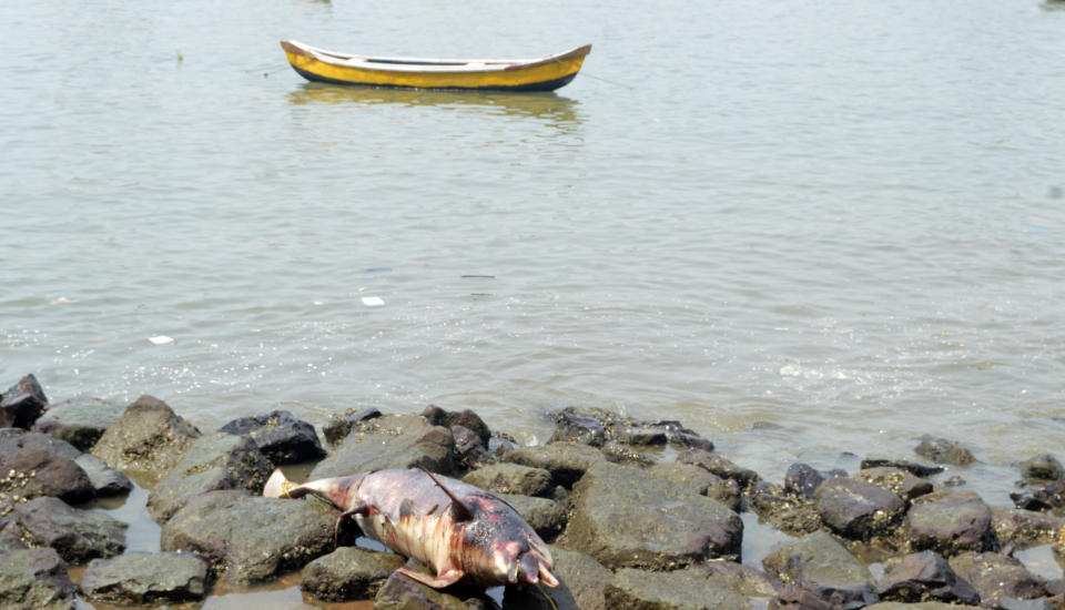 Dead dolphin washes up in Mumbai. (Photo courtesy: Arun Patil)