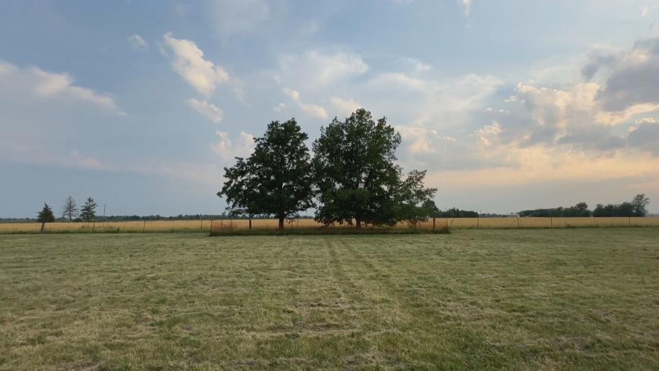 The two trees are surrounded by orange fencing as the province has instructed contractors who are widening the highway to leave them alone.