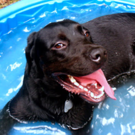 Dog cools down in the summer heat